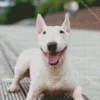 Happy Bull Terrier Diamond Painting