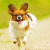 Happy Papillon Dog Diamond Painting
