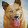 Happy Red Heeler Diamond Painting