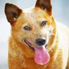 Happy Red Heeler Diamond Painting