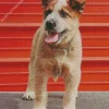 Happy Red Heeler Dog Diamond Painting