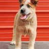 Happy Red Heeler Dog Diamond Painting