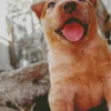 Happy Red Heeler Puppy Diamond Painting