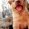 Happy Red Heeler Puppy Diamond Painting