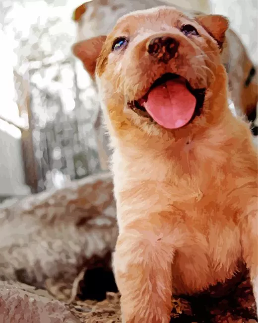 happy Red Heeler puppy Diamond Paintings Happy Red Heeler Puppy Diamond Painting