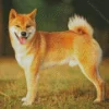 Happy Shiba Inu Diamond Painting
