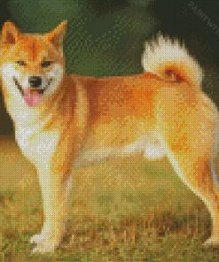 Happy Shiba Inu Diamond Painting