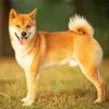 Happy Shiba Inu Diamond Painting