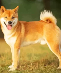 Happy Shiba Inu Diamond Painting