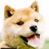 Happy Shiba Inu Dog Diamond Painting