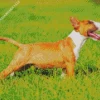 Joyfull Bull Terrier Diamond Painting