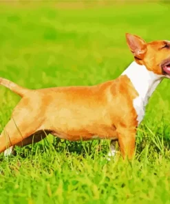Joyfull Bull Terrier Diamond Painting
