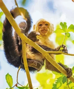 Joyfull Capuchin Monkey Diamond Painting