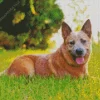 Joyfull Red Heeler Diamond Painting