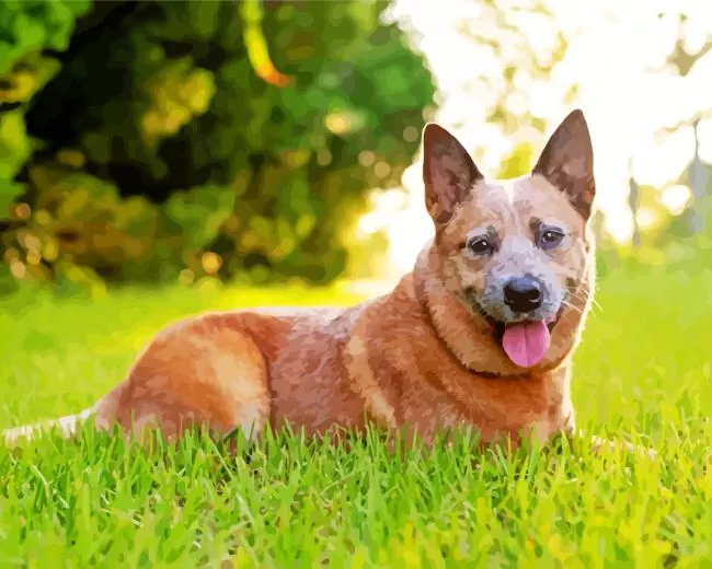 joyfull Red Heeler Diamond Paintings Joyfull Red Heeler Diamond Painting