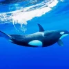 Killer Whale Diamond Painting