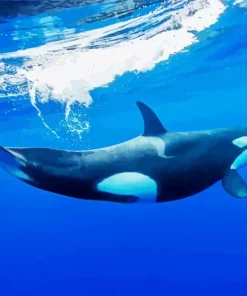 Killer Whale Diamond Painting