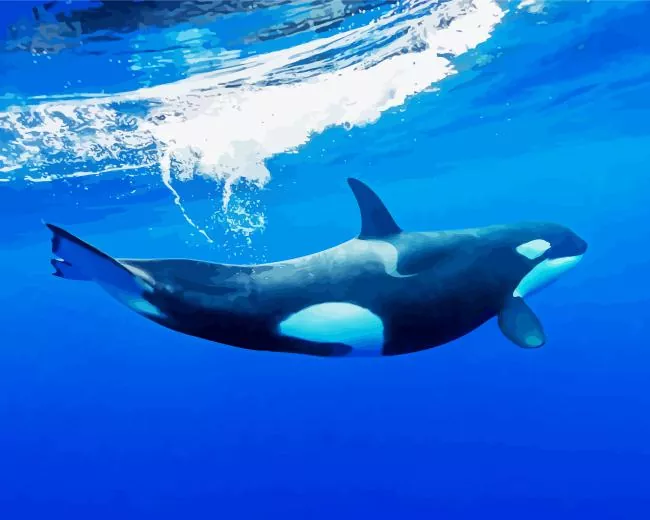 killer whale Diamond With Numbers Killer Whale Diamond Painting