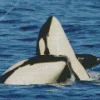 Killer Whales Diamond Painting