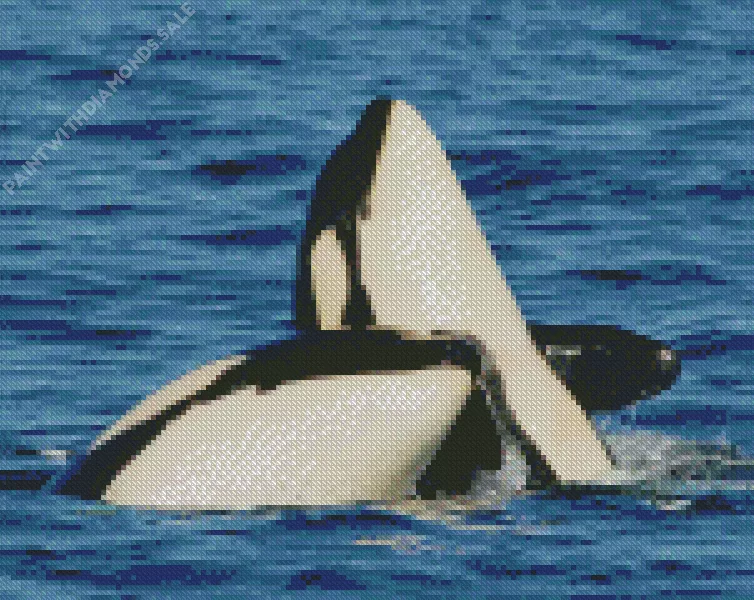 killer whales Diamond Paintings Killer Whales Diamond Painting