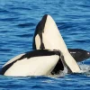Killer Whales Diamond Painting