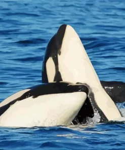 Killer Whales Diamond Painting
