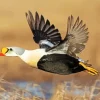 King Eider In Flight Diamond Painting