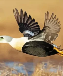 King Eider In Flight Diamond Painting