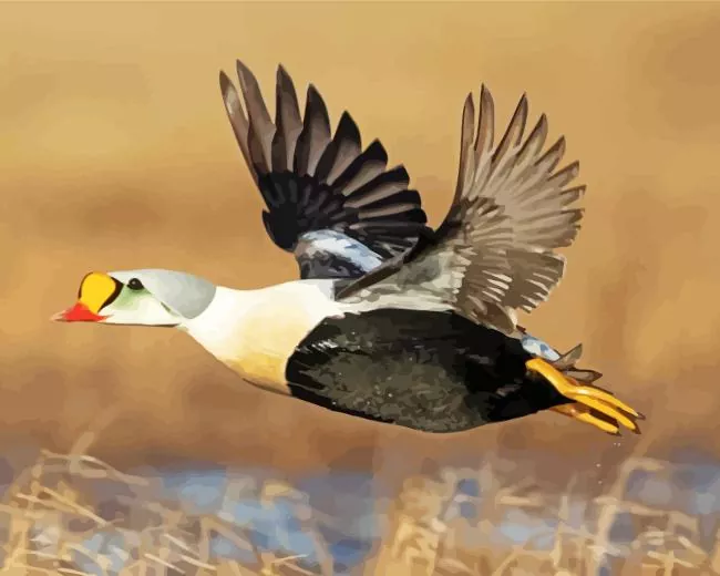 king eider in flight Diamond By Numbers King Eider In Flight Diamond Painting