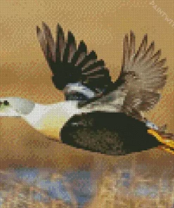 King Eider In Flight Diamond Painting