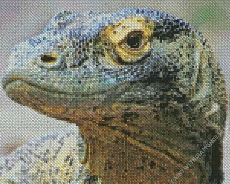 komodo dragon close up Diamond By Numbers Komodo Dragon Close Up Diamond Painting