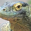 Komodo Dragon Close Up Diamond Painting
