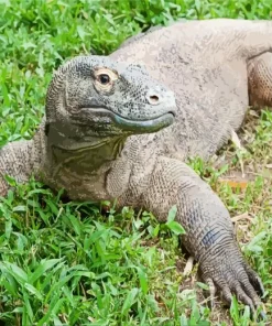Komodo Dragon Diamond Painting