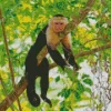 Lazy Capuchin Monkey Diamond Painting