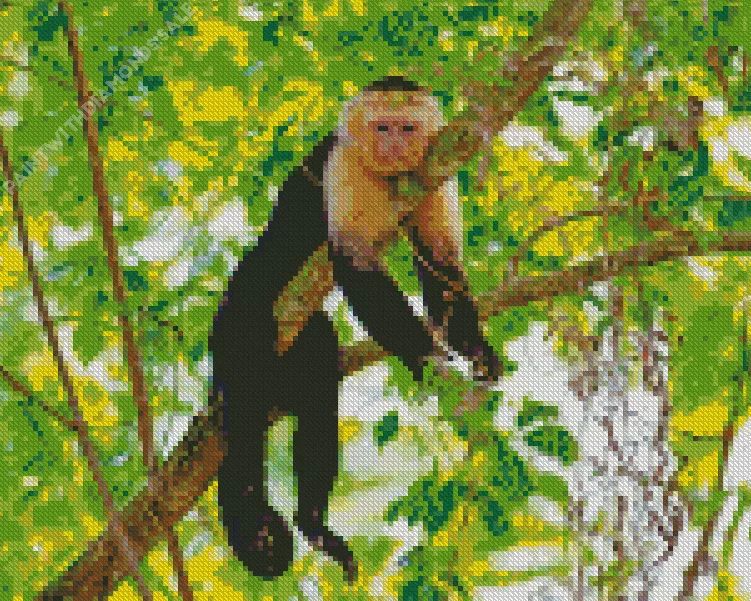lazy Capuchin Monkey Diamond By Numbers Lazy Capuchin Monkey Diamond Painting