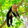 Lazy Capuchin Monkey Diamond Painting