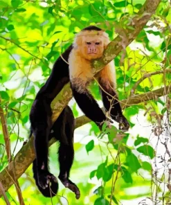 Lazy Capuchin Monkey Diamond Painting