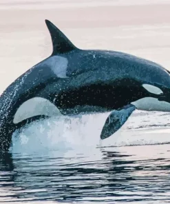 Leaping Orca Diamond Painting