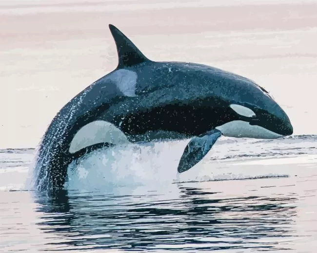 leaping Orca Diamond With Numbers Leaping Orca Diamond Painting