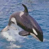 Leaping Killer Whale Diamond Painting