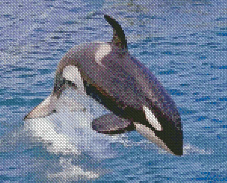 leaping killer whale Diamond Paintings Leaping Killer Whale Diamond Painting
