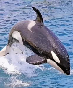 Leaping Killer Whale Diamond Painting
