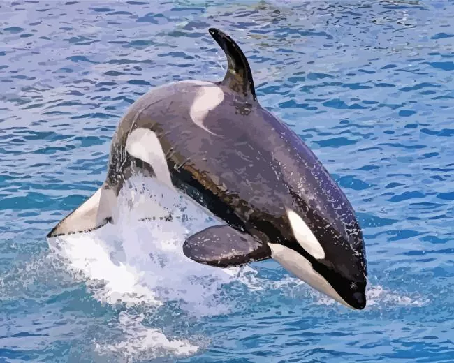 leaping killer whale Diamond With Numbers Leaping Killer Whale Diamond Painting
