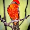 Little Vermilion Flycatcher Diamond Painting