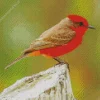 Little Vermilion Flycatcher Bird Diamond Painting