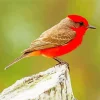 Little Vermilion Flycatcher Bird Diamond Painting