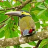 Long Beaked Yellow Eared Toucanet Diamond Painting