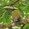 Long Beaked Yellow Eared Toucanet Diamond Painting