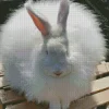 Long Haired Angora Rabbit Diamond Painting