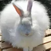 Long Haired Angora Rabbit Diamond Painting